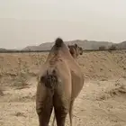 ناقه ساحليه جنبه تسعه اشهر