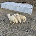 طليان وا رخل ذبايح