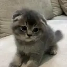 قط ذكر بيور سكوتش فولد