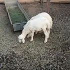 طليان حريات