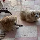 كلاب اليفه هجين