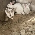 أرانب بابيون بيور
