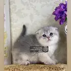 كيتن سكوتش فولد بيور قطط صغيره قطوه قط قطه برتش كيتنز cat