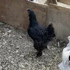 للبيع دجاج براهما