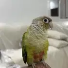 كنيور الليف و هدد و متكلم