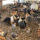 دجاج بلدي وفيومي ذهبي وشبابي