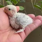 فرخ روز جاهز لتدريب