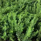 مشتل مؤسسة ميم للتشجير