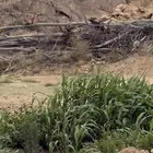 علف للبيع