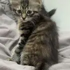 قطط شيرازي العمر شهرين ونص