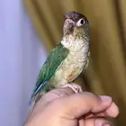 كنيور تركواز يلو سايد