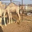 حاشي