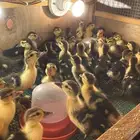 صوص بح العمر 18يوم تقريبا  20 زوج