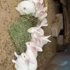 ارانب فرنسيه