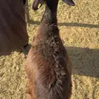رخل سواكنيه دافع