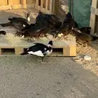 بط بلدي مسكوفي