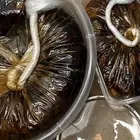 تمر حلوة الجوف وبويضاء خذماء فاخر ومدبس