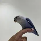 روز أليف جدا