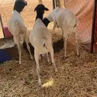 ثلاث برابر ثنيان سمان ونظيفه مرابي 3شهور
