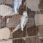 زوج بادجي هوقو منتج شرط تم البيع