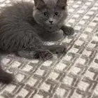 قطه للبيع عمرها 3 اشهر