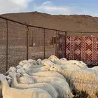 ضان حري مراح واحد بالفحل