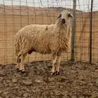 نعجه حايل