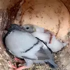 زغاليل