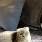 سكوتش فولد ذكر للبيع