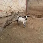 ثلاث معزة ثنتين ولد وواحدة باقي فيها حليب خفيف أسنانها سدس