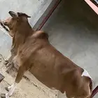 بقر بلدي