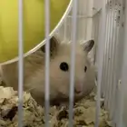 هامستر للبيع