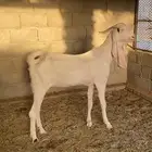 تيس شكر لتنشيط المراح