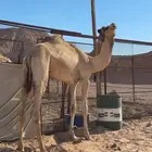 قعود حق