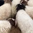 للبيع نعيم 10خرفان ورخله وحده