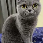 قطه سكوتش للتبني بكامل اغراضها