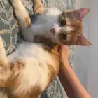 قطط للتبني بمسؤوليه ومخافه الله