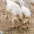 طلي