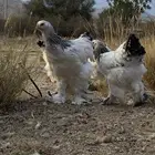 براهما بيور كولومبي وبوف