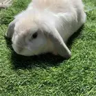 ارانب هولندلوب