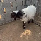 ذبايح نعيم