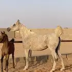 فرس شعبية   مهر