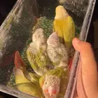 فروخ كنيور اناناس دبل رد فاكتر صبغه قويه