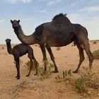 خلفه مصغر ديس فاخر وحليب طيب