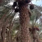 نخل صفري وسري