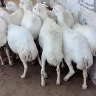 للبيع13 ضان رفيديات كفو حصيب