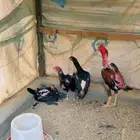دجاج هندي
