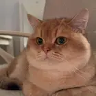 تزاوج قط سكوتش