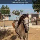 حصان