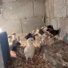 صيصان دجاج بلدي عمر شهر و20 يوم